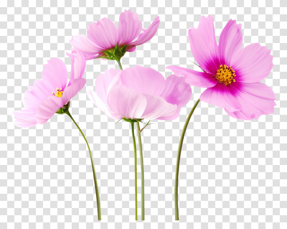 Colorful Flowers Image Flower, Plant, Petal, Geranium, Anther Transparent Png