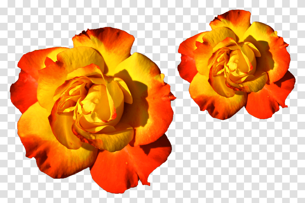 Colorful Flowers Mixed Colors Yellow And Red, Rose, Plant, Blossom, Petal Transparent Png