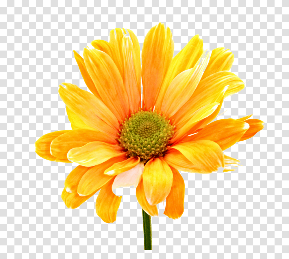 Colorful Flowers Orange Daisy Orange Flower, Plant, Blossom, Daisies, Treasure Flower Transparent Png