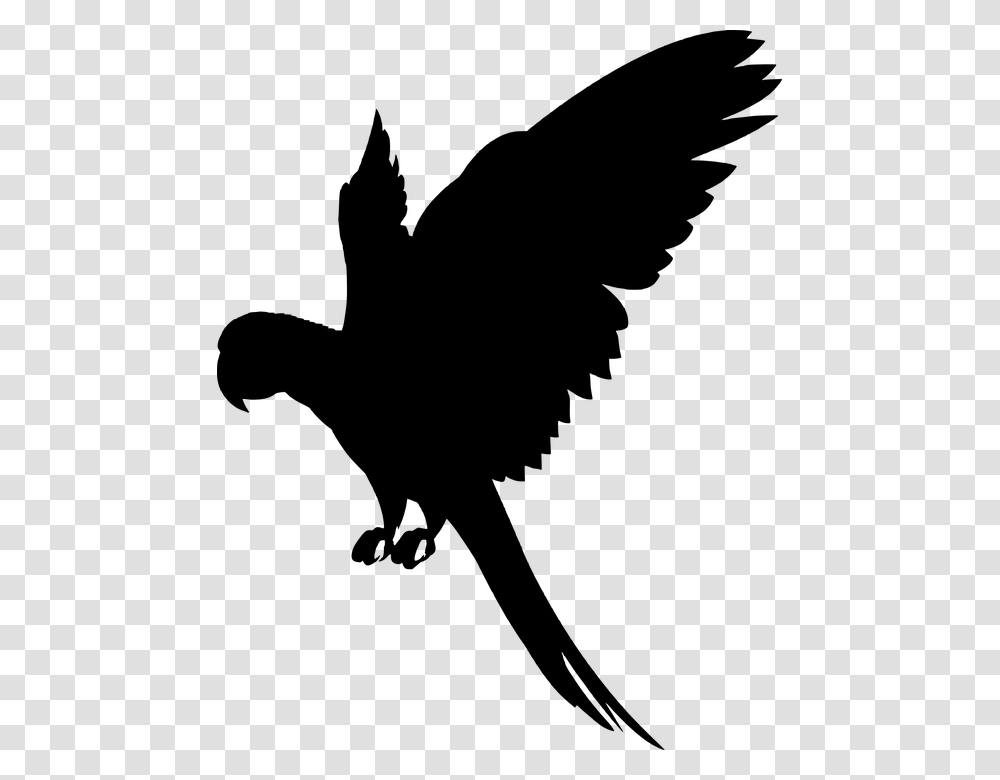 Colorful Flying Birds, Gray, World Of Warcraft Transparent Png