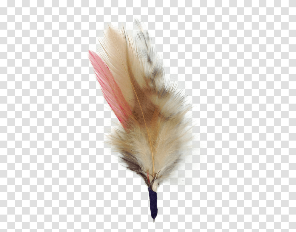 Colorful German Hat Single Feather Beige, Petal, Flower, Plant, Bird Transparent Png