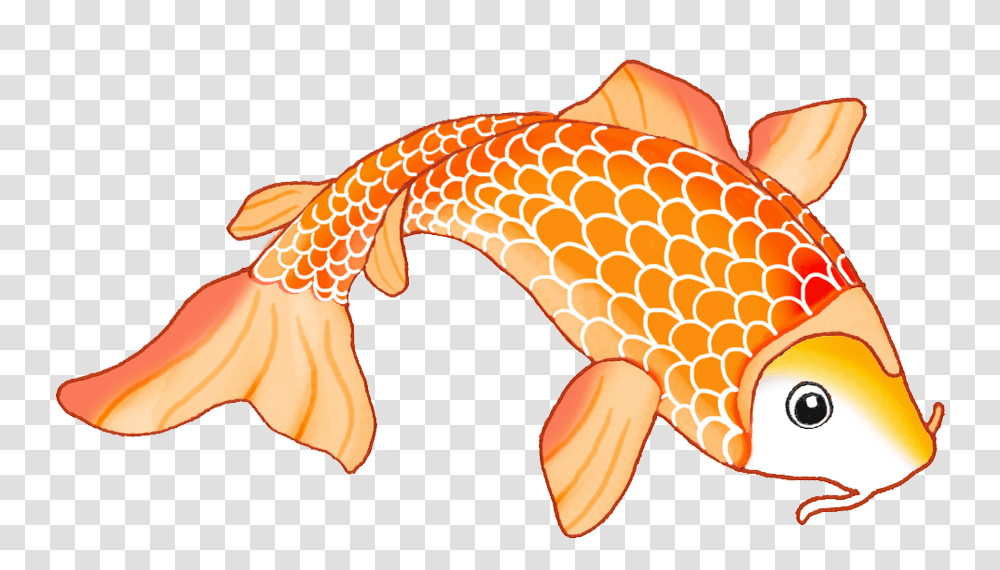 Colorful Koi Fish, Animal, Goldfish, Carp, Amphiprion Transparent Png