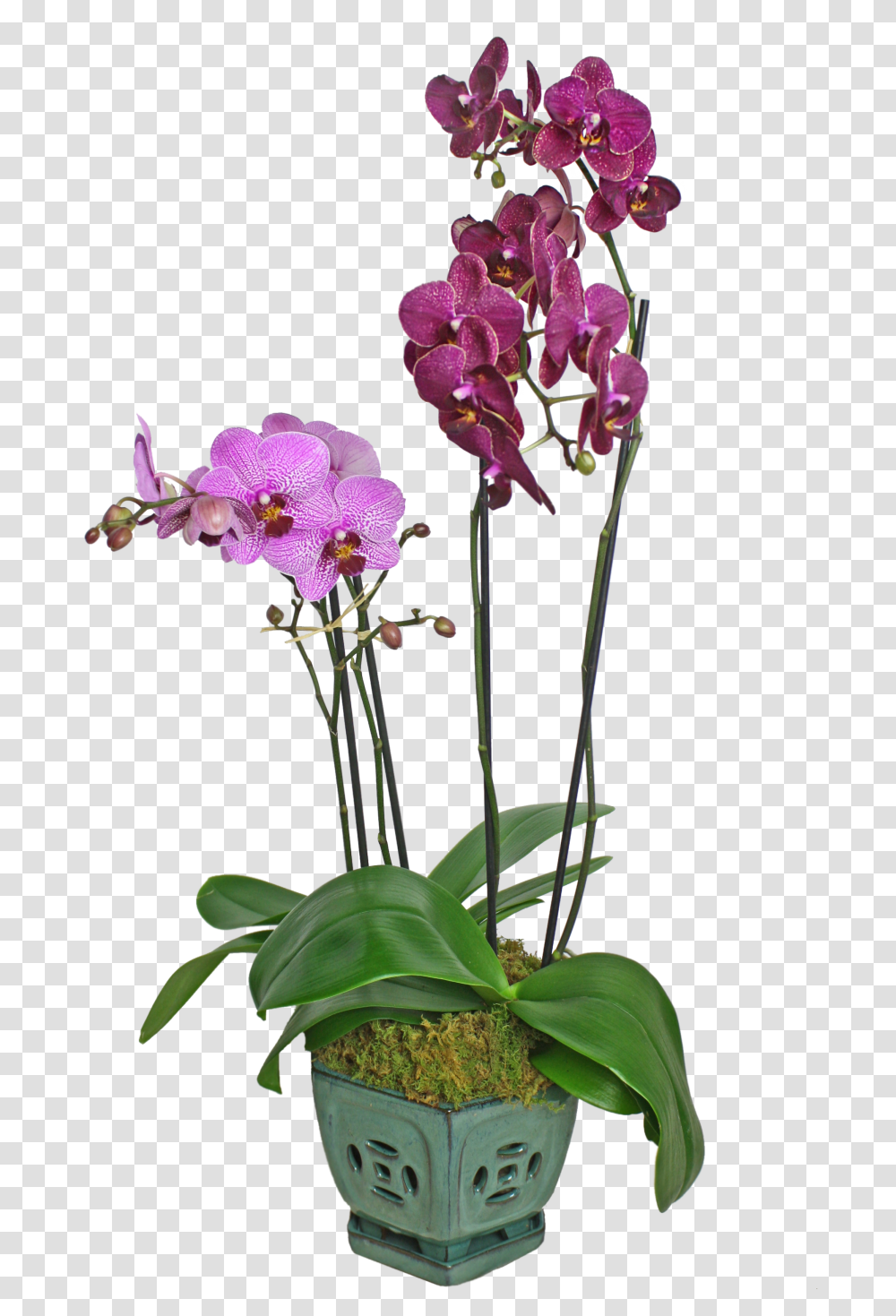 Colorful Orchid Display In Merion Station Pa Long Stems, Plant, Flower, Blossom Transparent Png