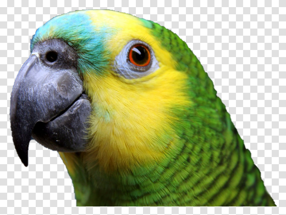Colorful Parrot Clipart Blue Fronted Amazon, Bird, Animal, Macaw, Parakeet Transparent Png
