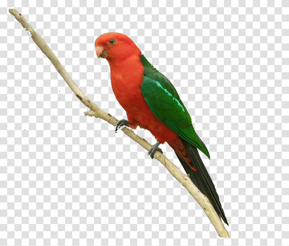 Colorful Parrot Free Background Parakeet, Bird, Animal, Macaw Transparent Png