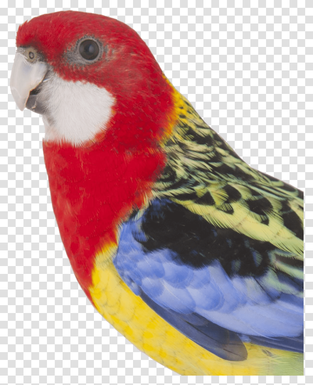 Colorful Parrot Free Pic Eastern Rosella, Bird, Animal, Parakeet, Beak Transparent Png