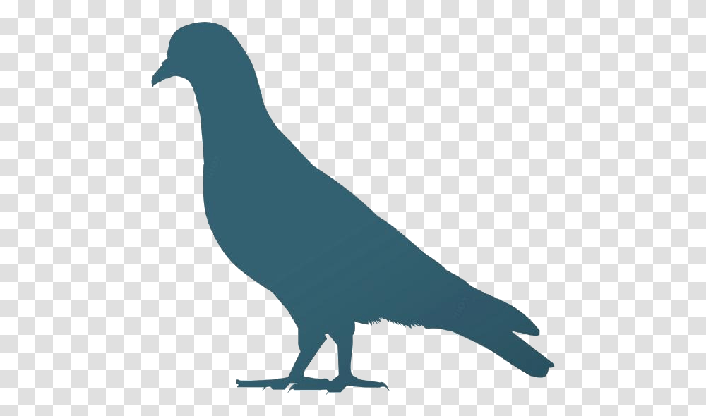 Colorful Pigeon Image For Download Stock Dove, Bird, Animal, Quail, Beak Transparent Png