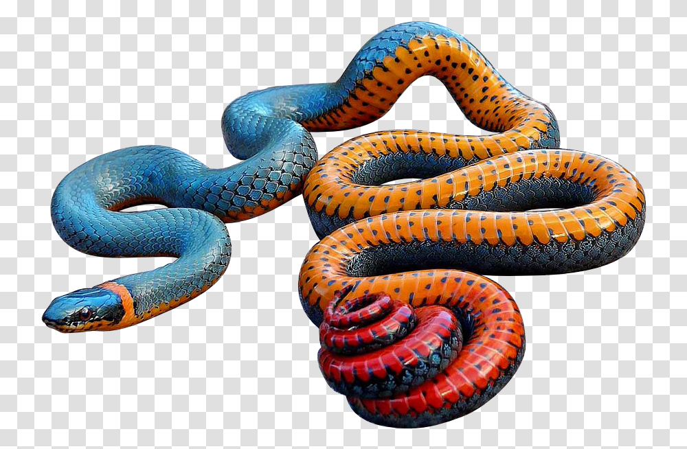 Colorful Snake, Reptile, Animal, Sea Life, Sea Snake Transparent Png
