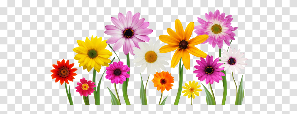 Colorful Summer Spring Flowers 43173 Free Icons And Spring Flowers White Background, Plant, Blossom, Daisy, Petal Transparent Png
