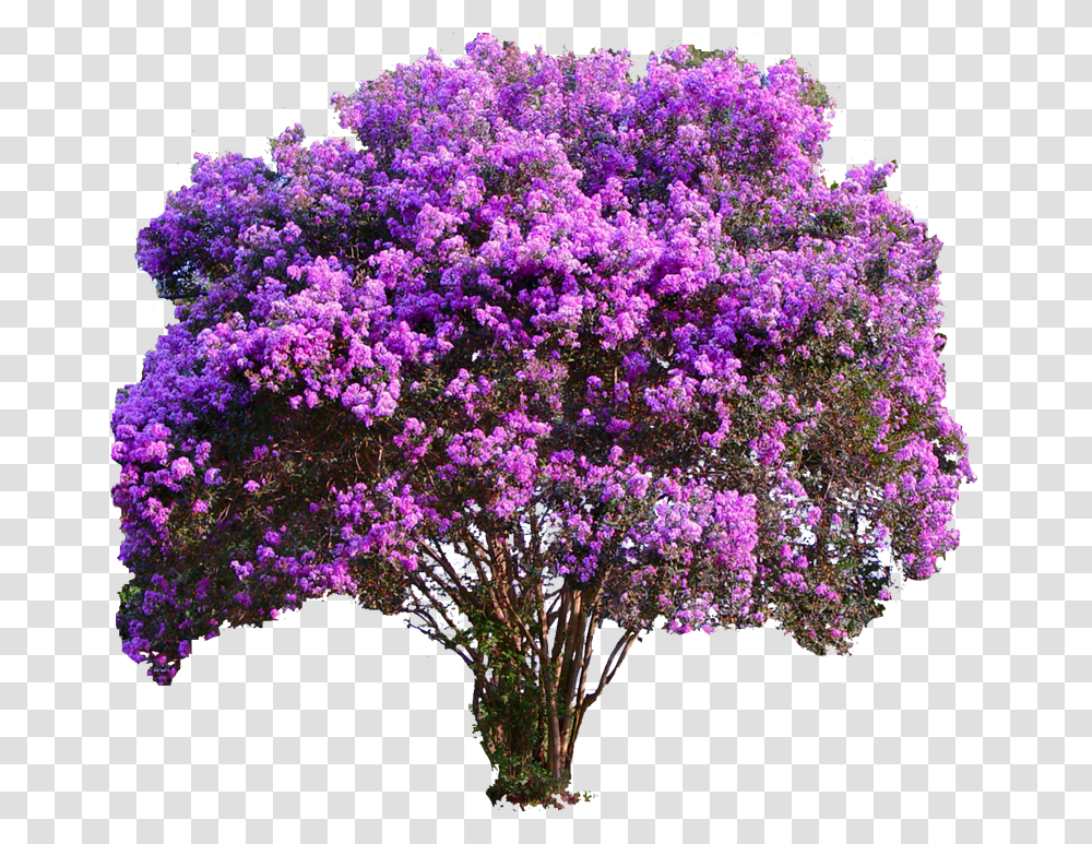 Colorful Tree Purple Crepe Myrtle, Plant, Flower, Blossom, Lilac Transparent Png