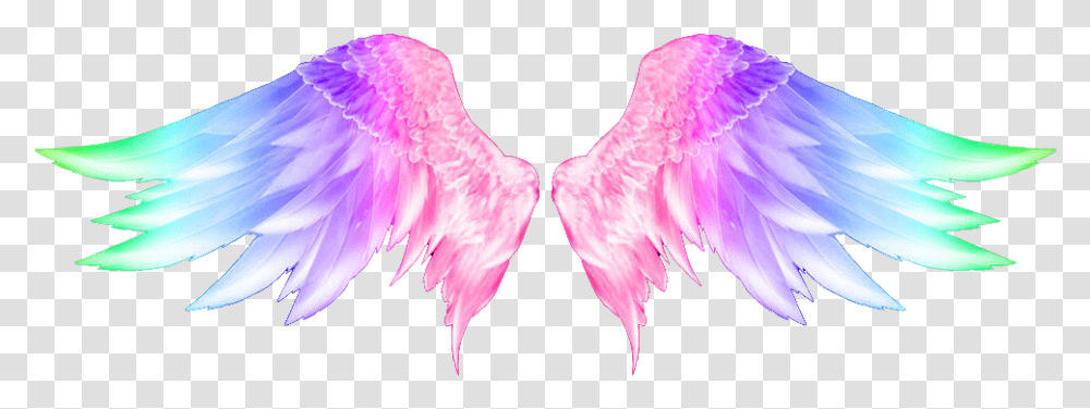 Colorful Wings, Bird, Animal, Flower Transparent Png