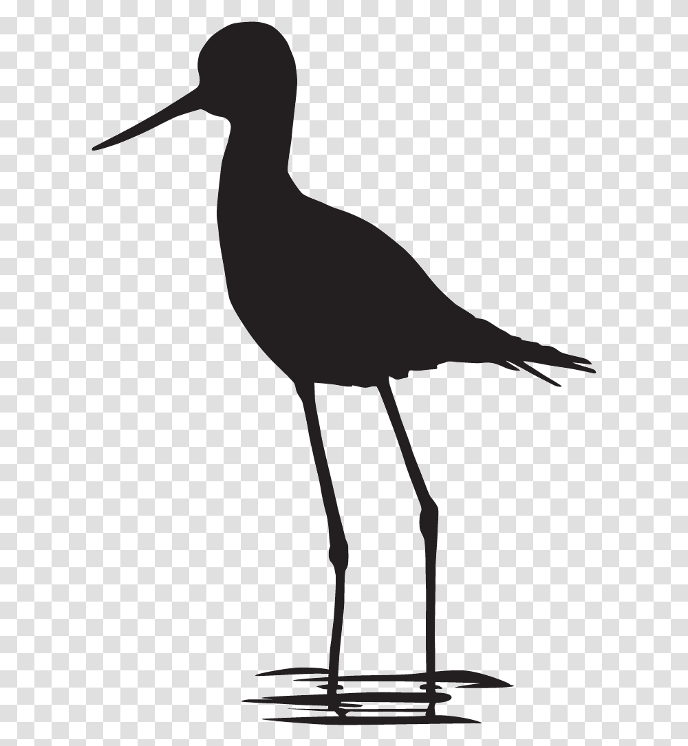 Coloring Book Black And White Bird Crocodile Paint Shorebird, Crane Bird, Animal, Lamp, Beak Transparent Png