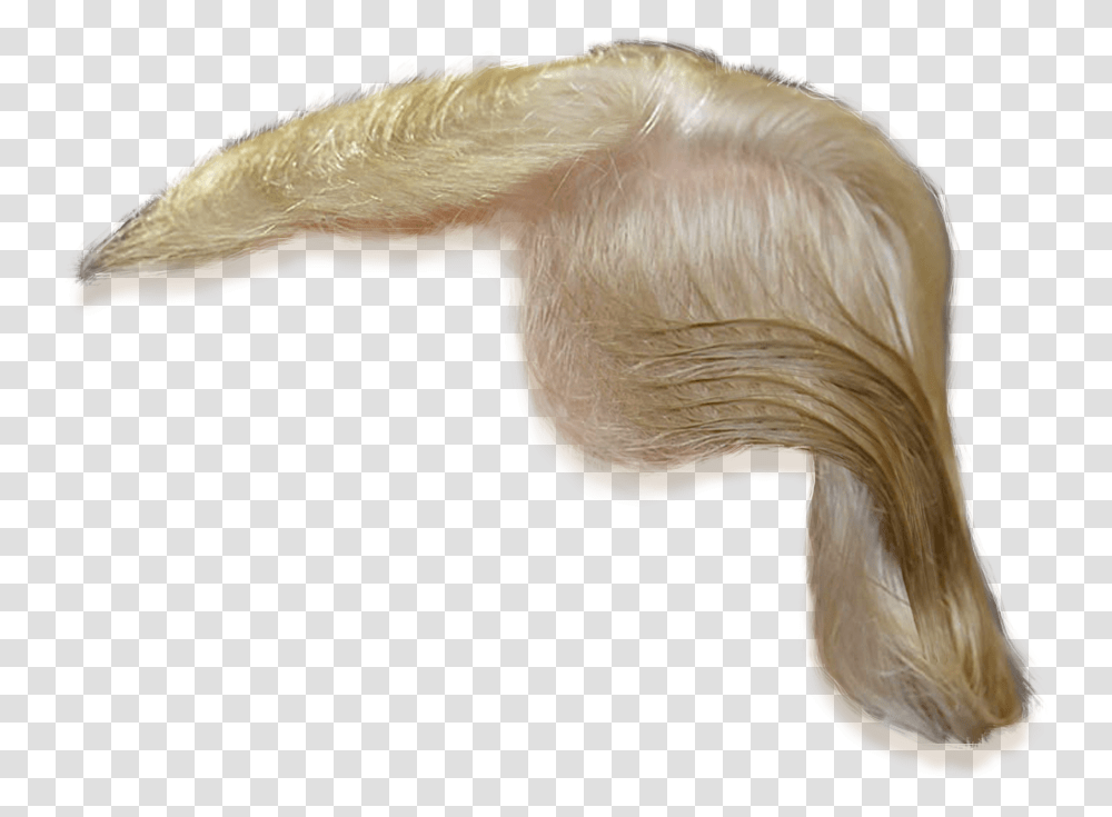 Coloringlong Hairlace Wigsilverfashion Accessoryartificial Donald Trump Hair, Animal, Wildlife, Mammal, Bird Transparent Png