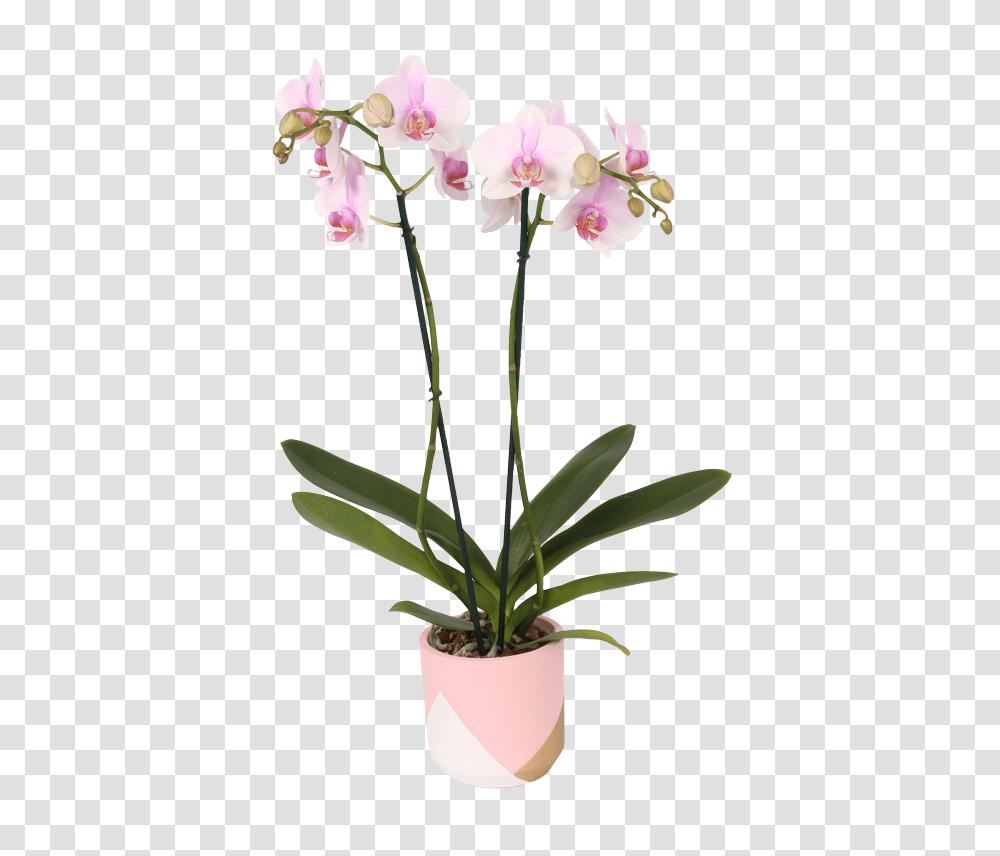 Colororchids Wholesale, Plant, Flower, Blossom Transparent Png