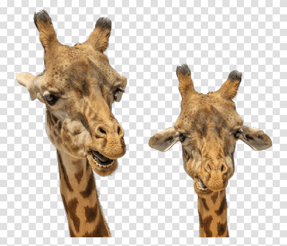 Colors In Gif Male And Female Giraffe Difference, Wildlife, Mammal, Animal Transparent Png