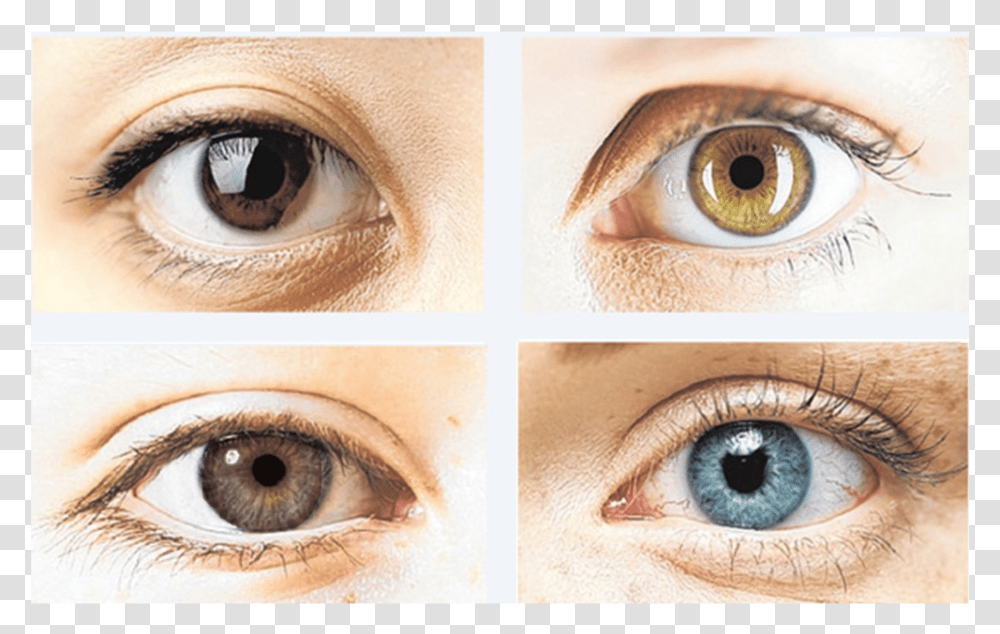 Colour Changing Eye Drops, Contact Lens, Skin, Bird, Animal Transparent Png