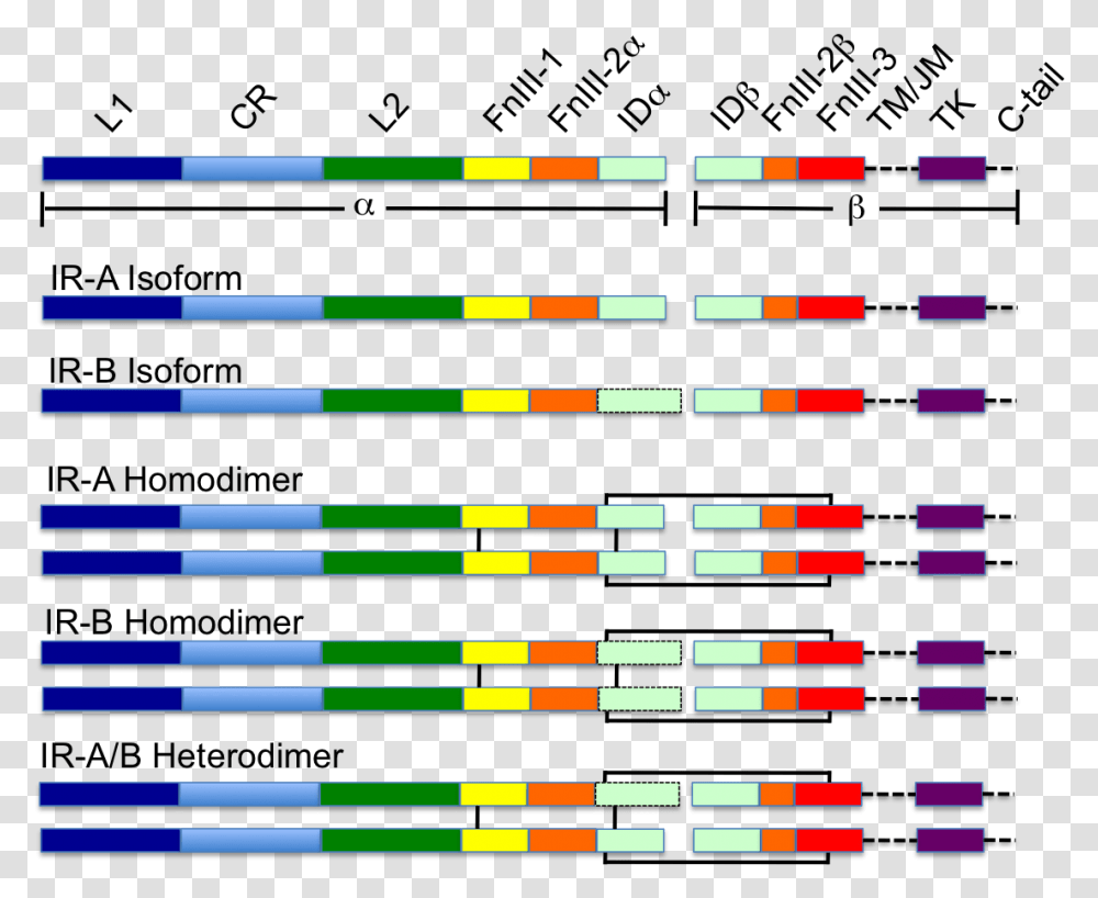 Colour Coded Schematic Of The Insulin Receptor Insulin Receptor Domains, Lighting, Pattern Transparent Png