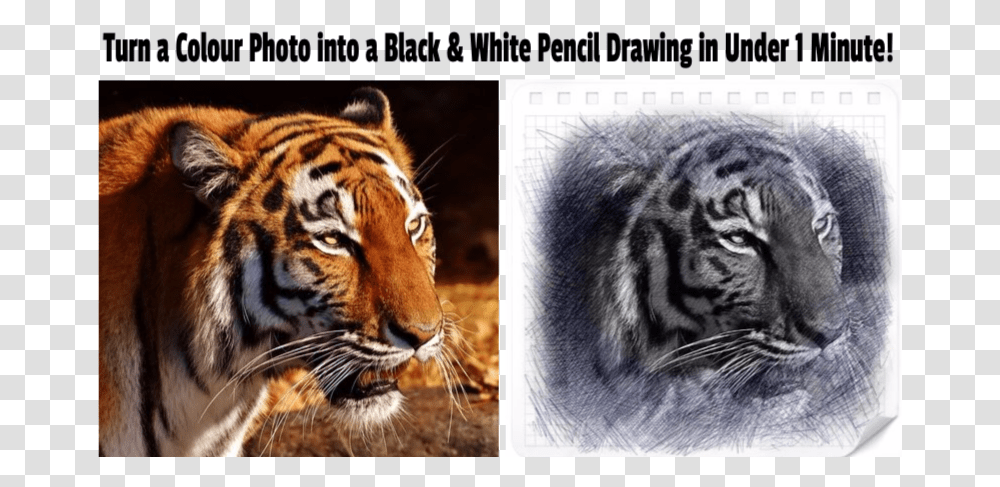 Colour Photo To Black White Pencil Drawing Toute Les Animaux, Tiger, Wildlife, Mammal, Animal Transparent Png