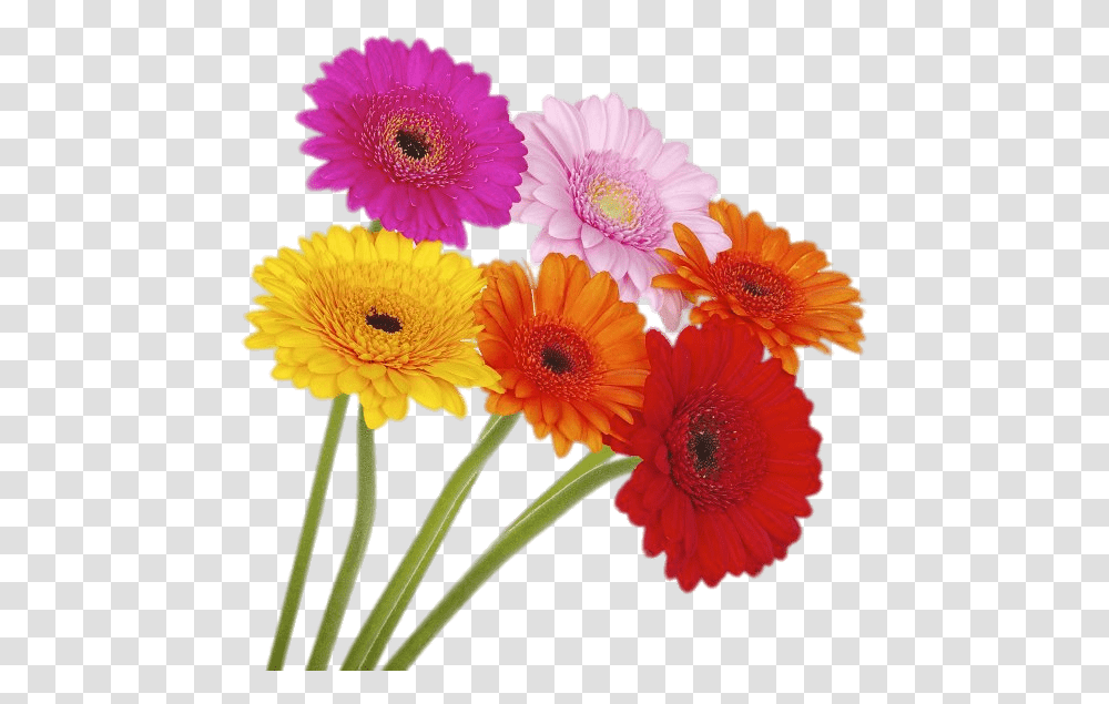 Coloured Gerberas On High Stems Coloured Gerberas, Plant, Flower, Blossom, Daisy Transparent Png