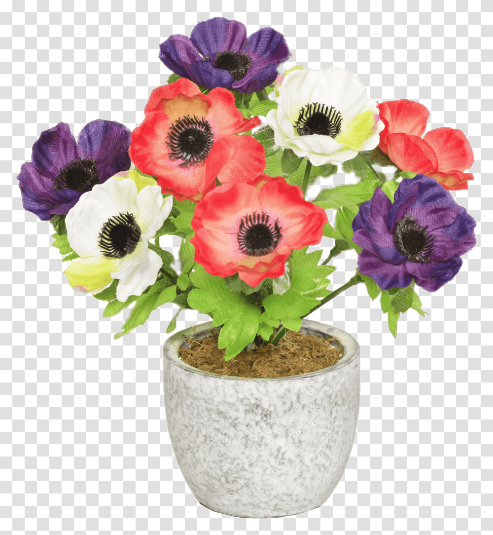 Colourful Anemones In A Pot Portable Network Graphics, Plant, Flower, Blossom, Geranium Transparent Png