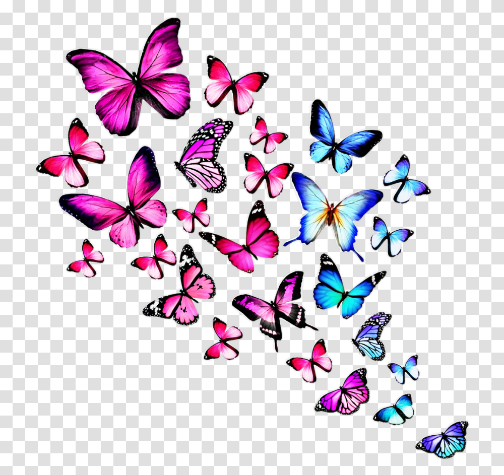 Colourful Butterfly Butterflies Images With White Background, Floral Design, Pattern Transparent Png
