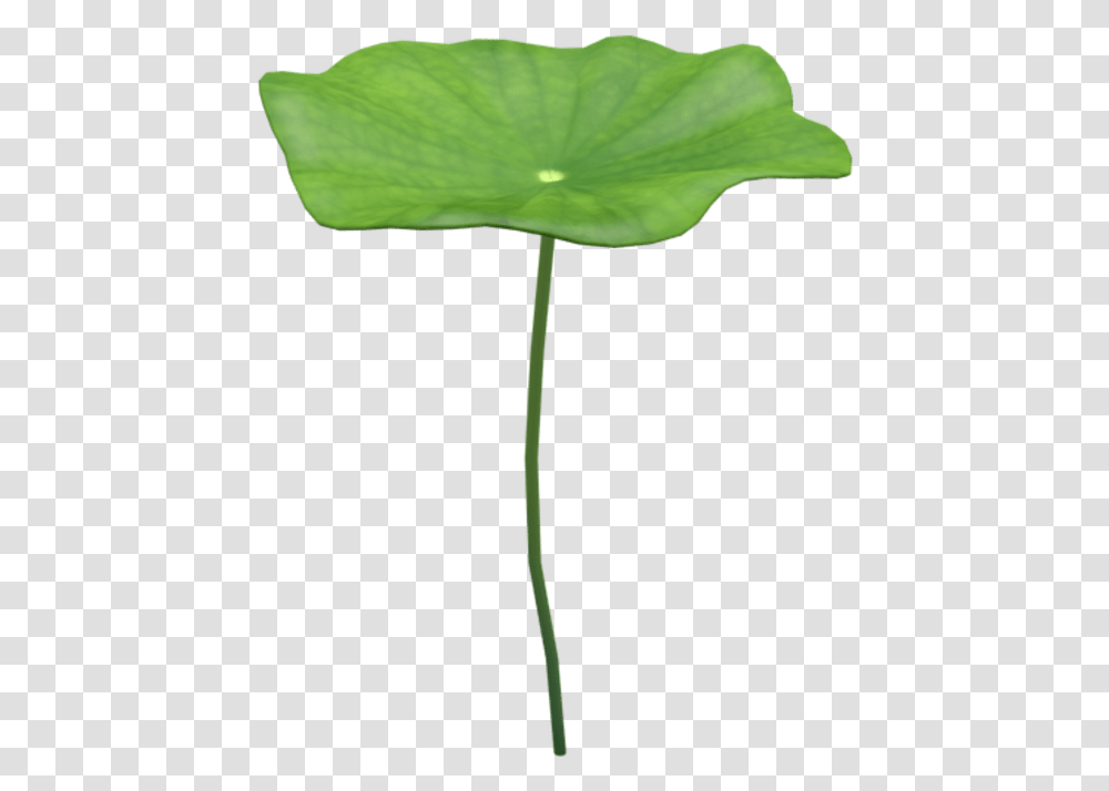 Coltsfoot, Leaf, Plant, Flower, Blossom Transparent Png