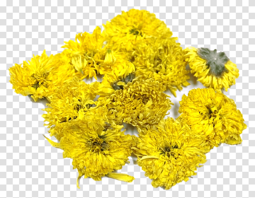 Coltsfoot, Plant, Flower, Blossom, Dandelion Transparent Png