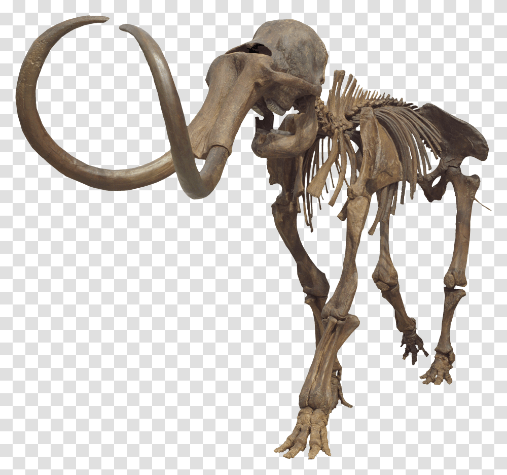 Columbian Mammoth Clean Mammoth Skeleton No Background Transparent Png