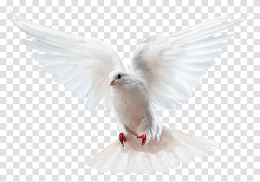 Columbidae Bird Doves As Symbols Domestic Pigeon Holy Spirit Dove, Animal Transparent Png