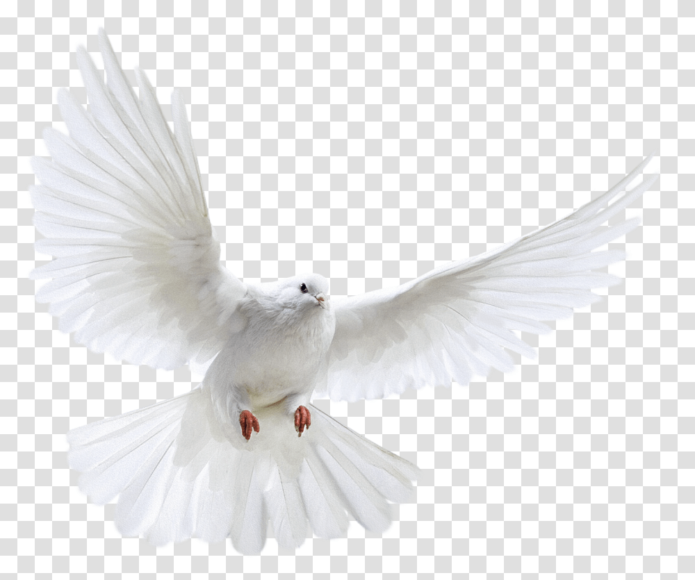 Columbidae Bird Photography Background Dove, Animal, Pigeon Transparent Png
