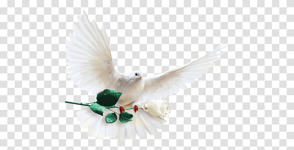 Columbidae Columba Clip Art White Dove With White Rose, Bird, Animal, Pigeon Transparent Png