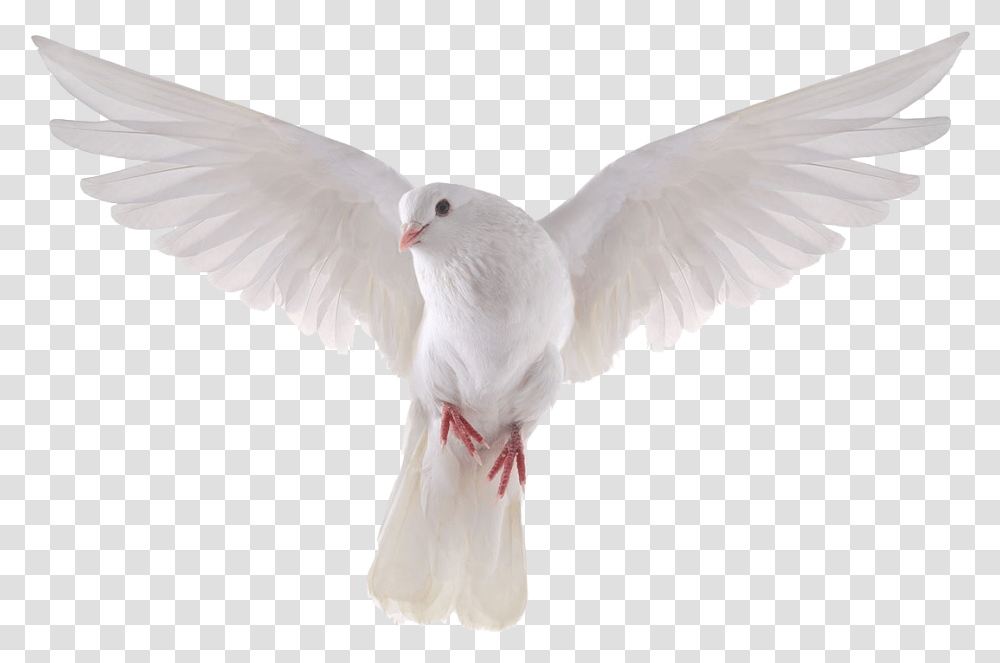 Columbidae Domestic Pigeon Bird Stock Photography Royalty Free White Dove Background, Animal Transparent Png