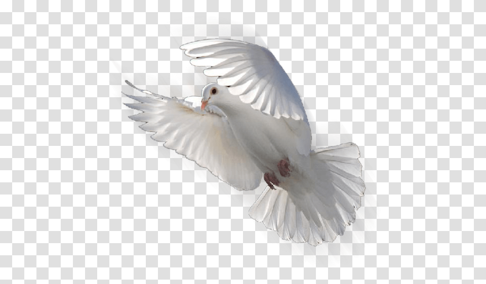 Columbidae Doves As Symbols Release Dove Bird Flying Dove, Animal, Pigeon Transparent Png