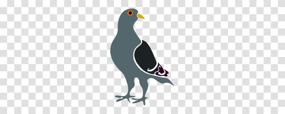 Columbidae Homing Pigeon Bird Drawing Black And White Free, Animal, Penguin, King Penguin, Cormorant Transparent Png