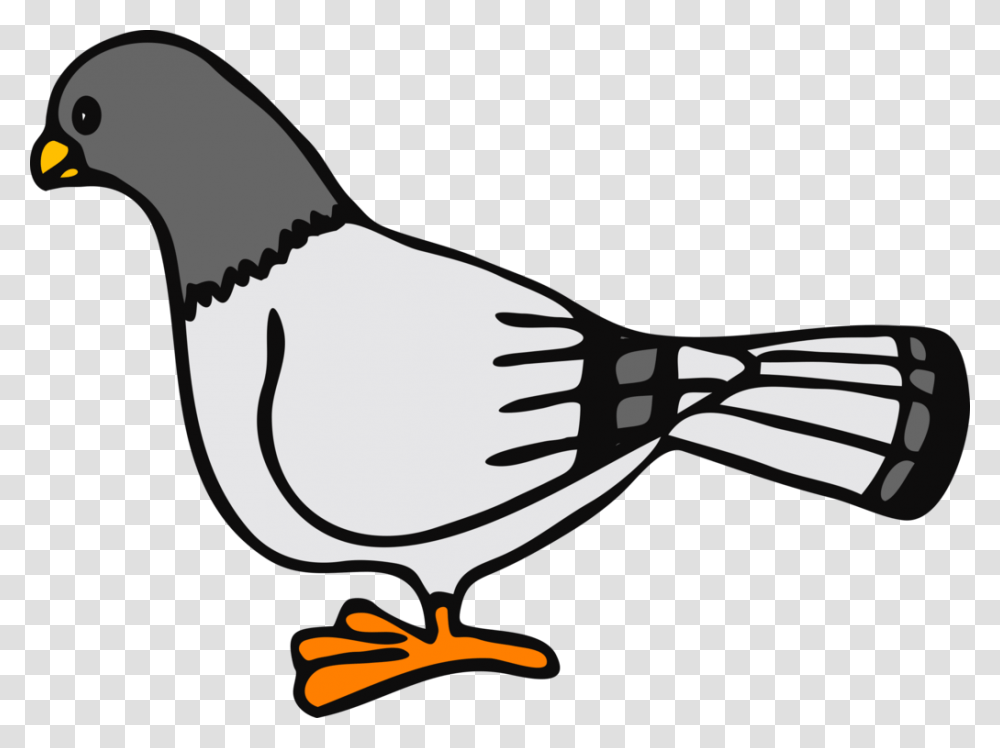 Columbidae Homing Pigeon English Carrier Pigeon Drawing Pigeon, Sunglasses, Accessories, Accessory, Animal Transparent Png