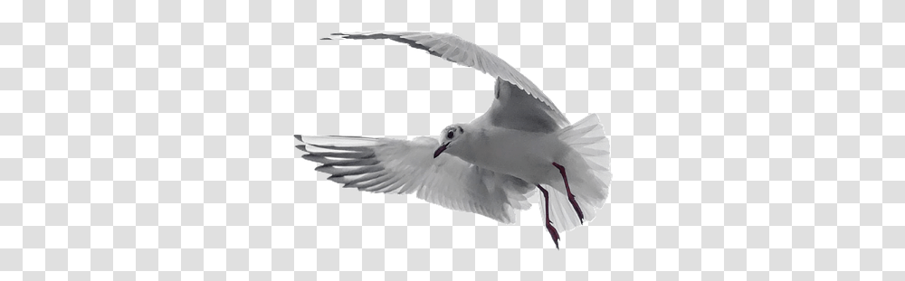 Columbidae, Seagull, Bird, Animal, Flying Transparent Png
