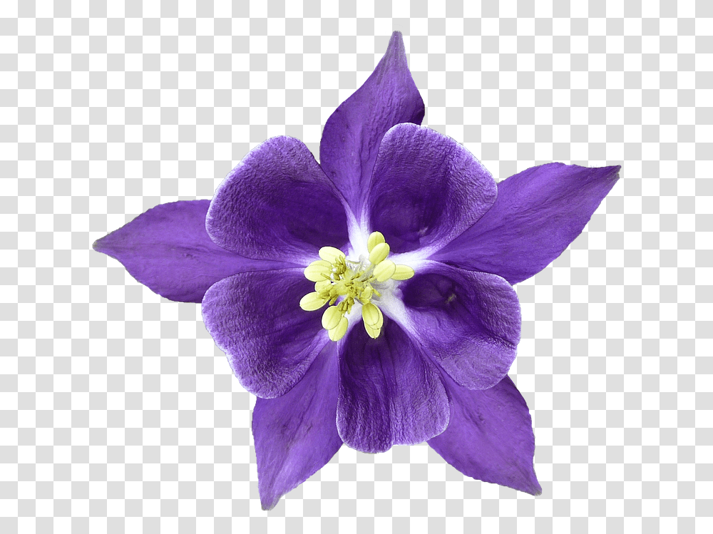 Columbine Blossom Bloom Isolated Hahnenfugewchs Columbine Flower, Plant, Geranium, Pollen, Purple Transparent Png