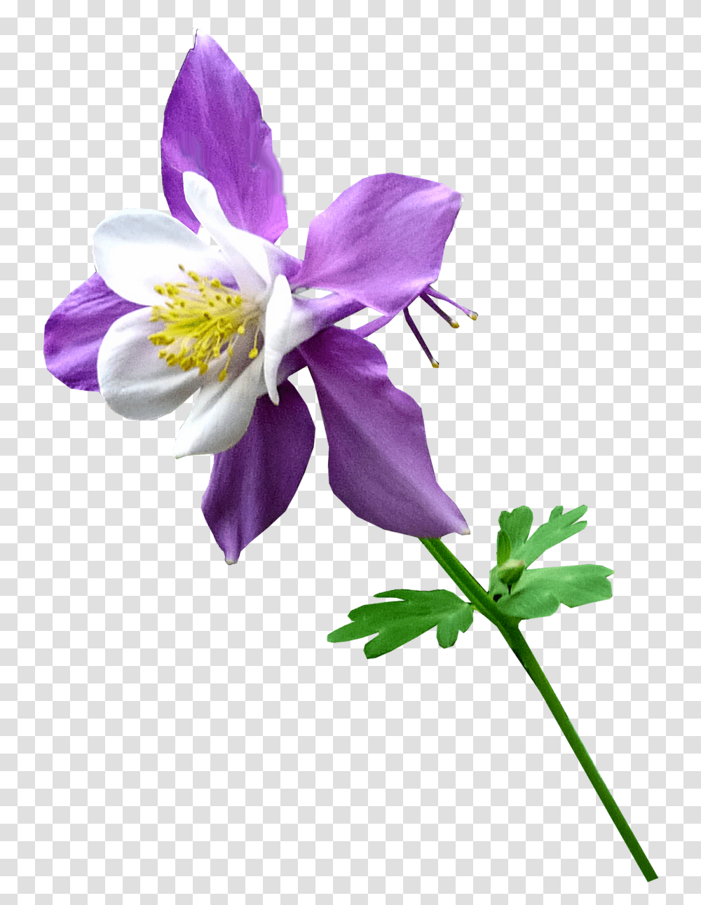 Columbine Columbine Flower Background, Plant, Pollen, Blossom, Aquilegia Transparent Png