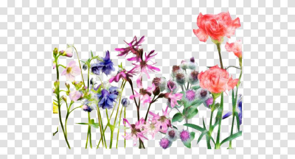 Columbine, Plant, Flower, Geranium, Petal Transparent Png