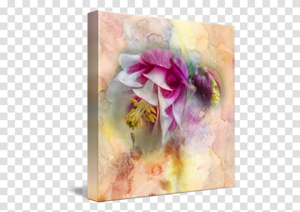 Columbine Watercolor Texture Square Moth Orchid, Art, Plant, Painting, Flower Transparent Png