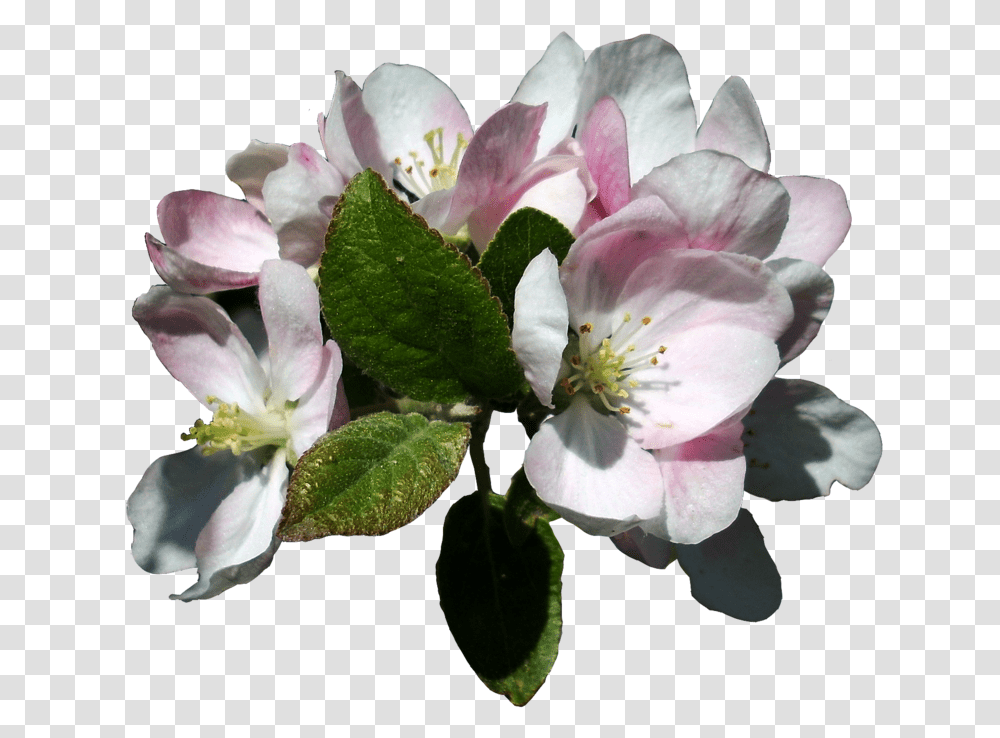 Com Apple Blossoms Apple Tree Flowers, Plant, Pollen, Petal, Geranium Transparent Png