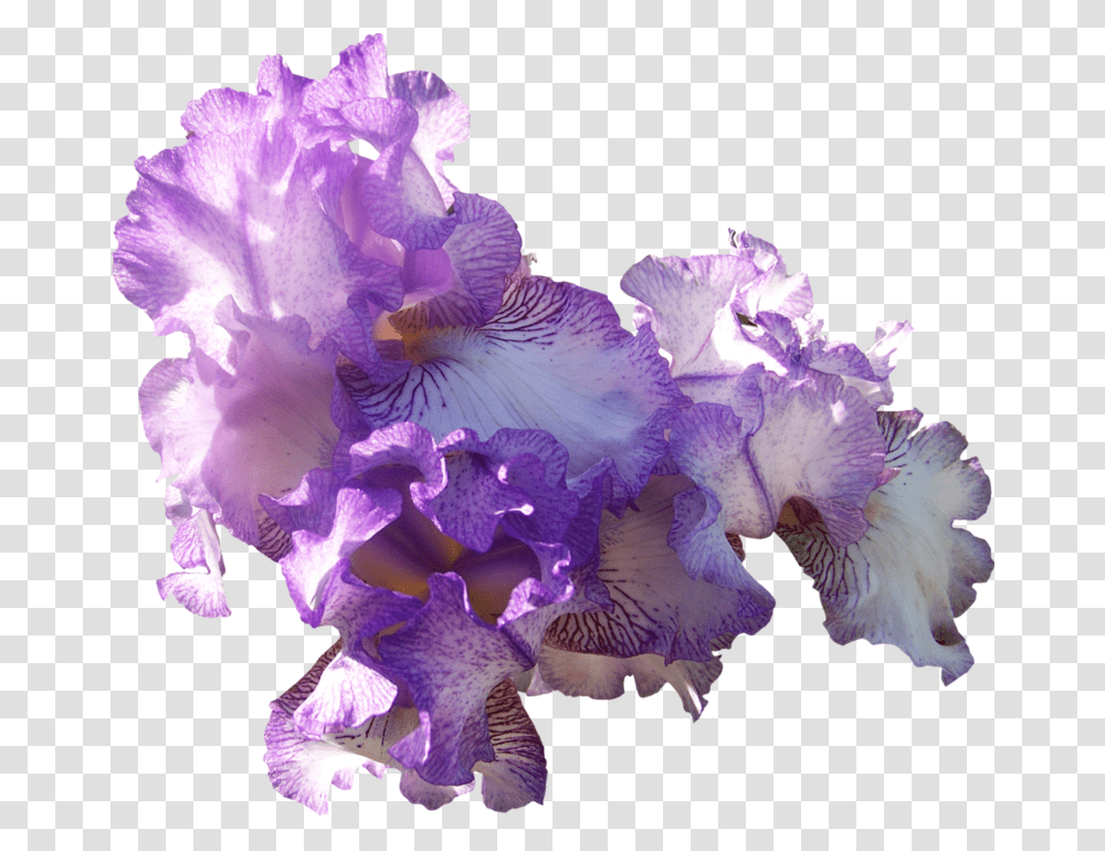 Com Light Purple Ir Light Purple Flowers, Iris, Plant, Blossom, Geranium Transparent Png