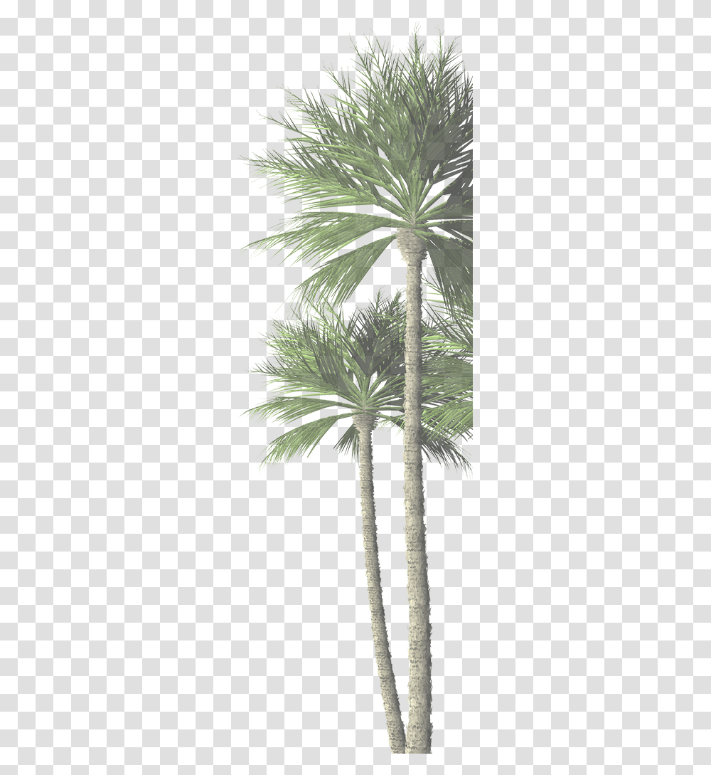 Com Palm Tree Date Palm, Plant, Arecaceae, Tree Trunk Transparent Png