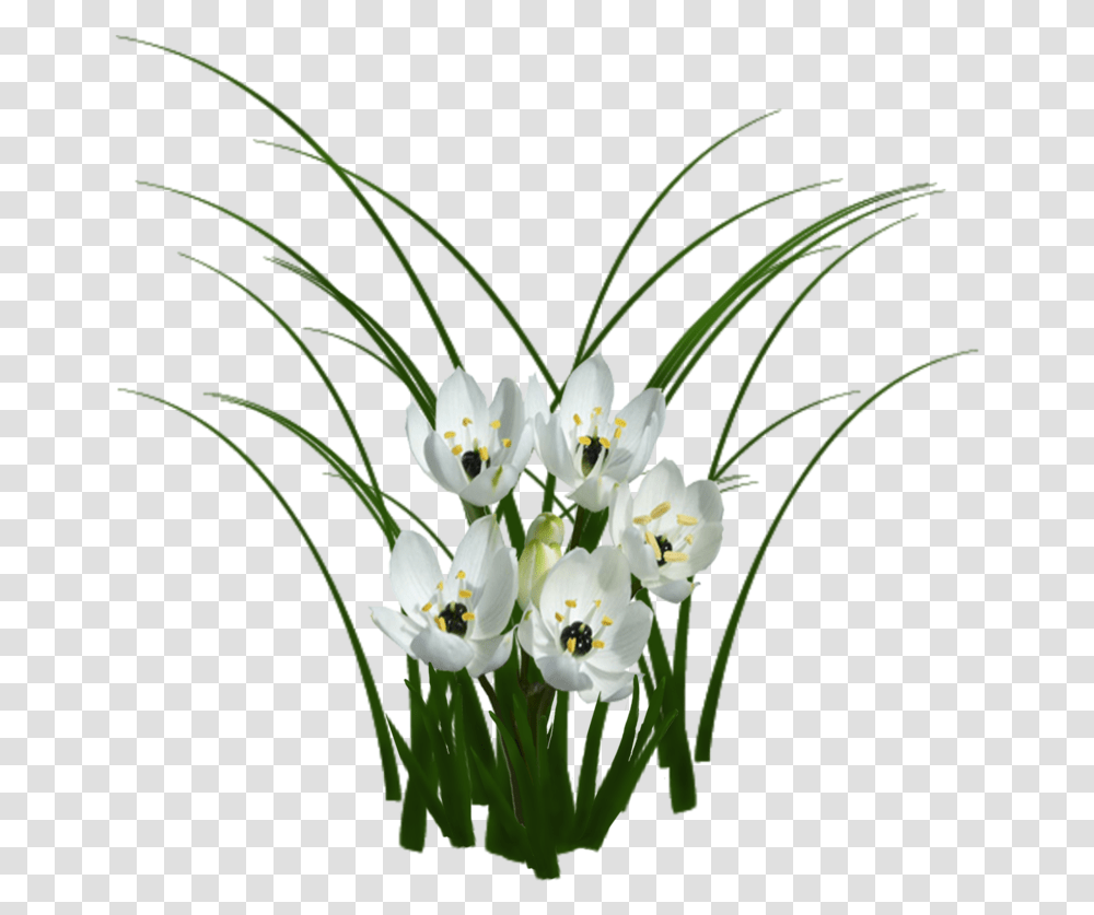 Com Sorted Flowers Texture Flower Texture, Plant, Blossom, Amaryllidaceae, Iris Transparent Png