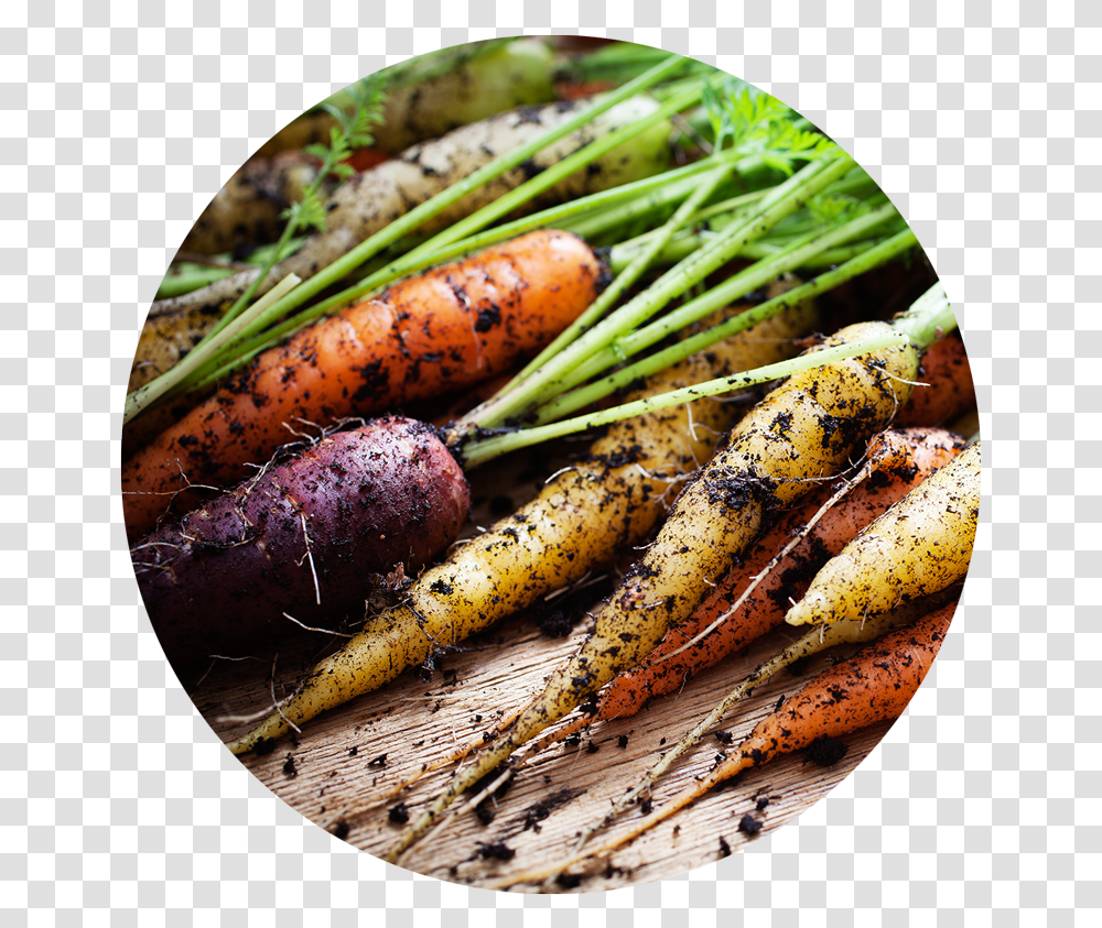 Comida Ecologica, Plant, Carrot, Vegetable, Food Transparent Png