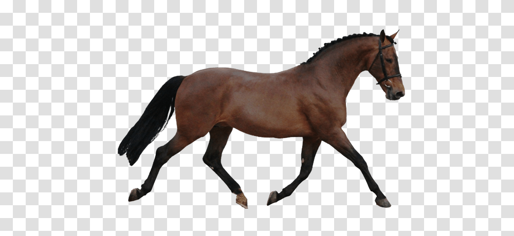Comments From Clients, Horse, Mammal, Animal, Colt Horse Transparent Png
