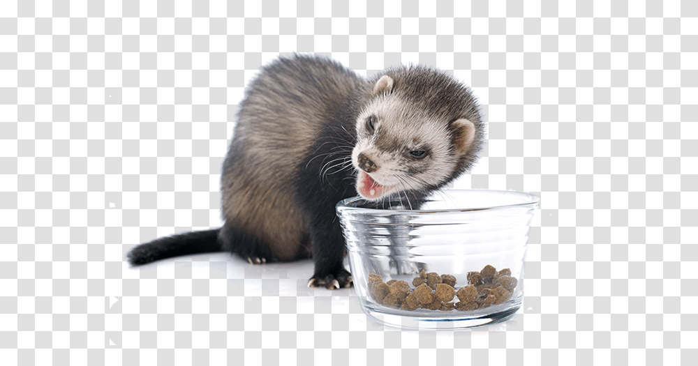 Commercial Ferret Food Ferrets, Rat, Rodent, Mammal, Animal Transparent Png
