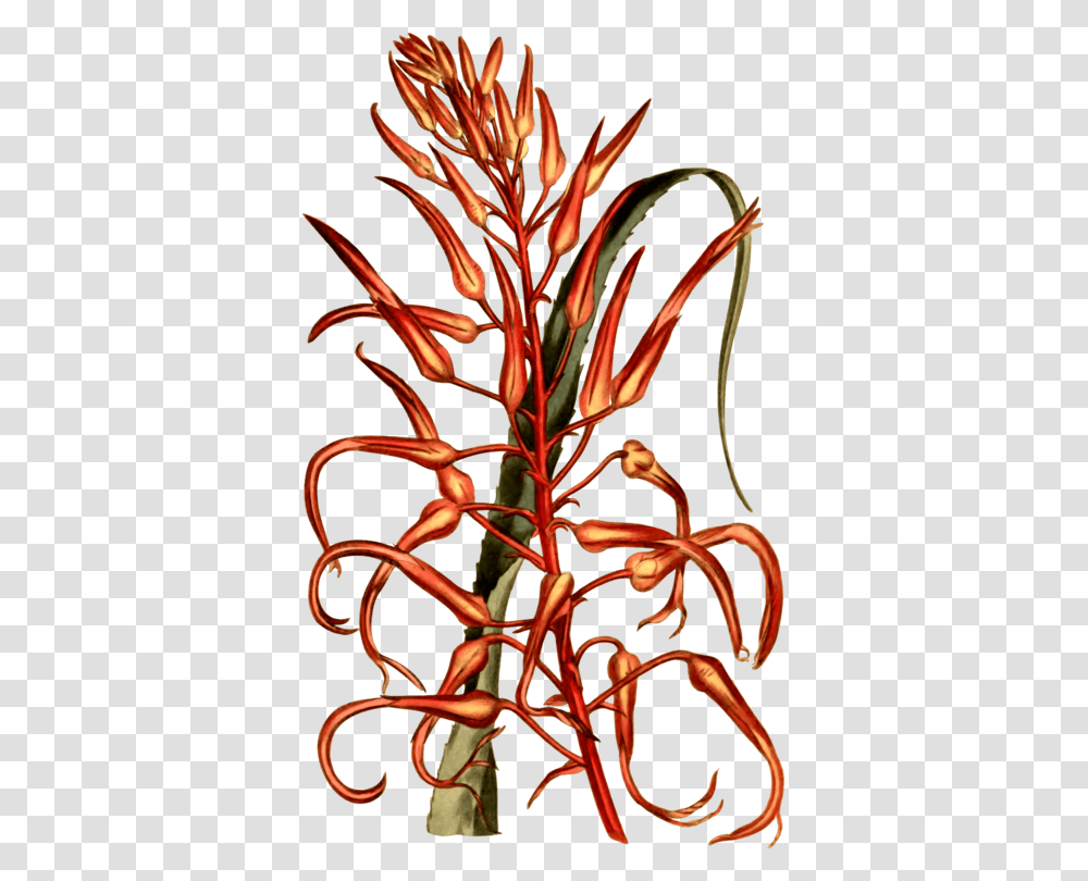 Commodity Flower Vegetable Line Plant Stem, Blossom, Acanthaceae Transparent Png