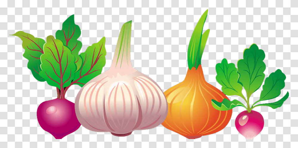 Common Beet Vegetable Euclidean Vector Beetroot Free, Plant, Food, Onion, Shallot Transparent Png