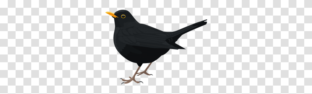 Common Blackbird Blackbird, Animal, Agelaius Transparent Png